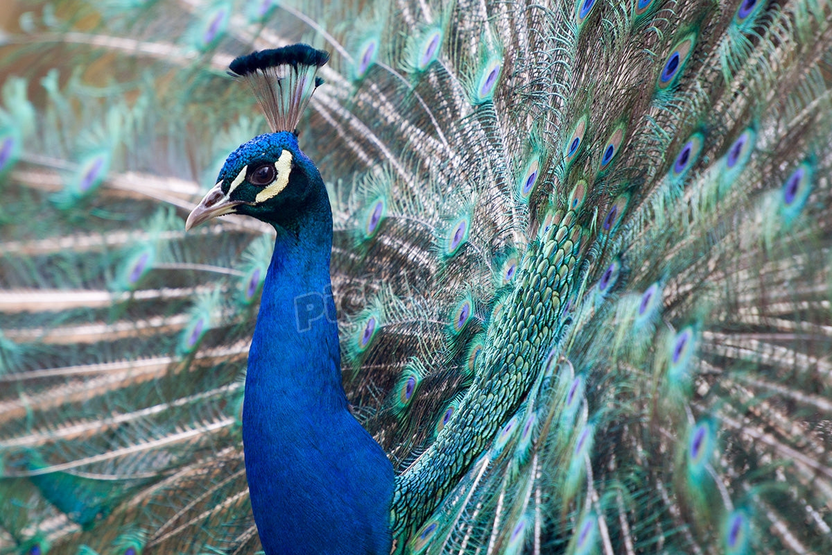 Blue peacock with open tail