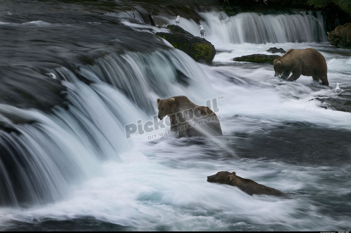 Bear fishing