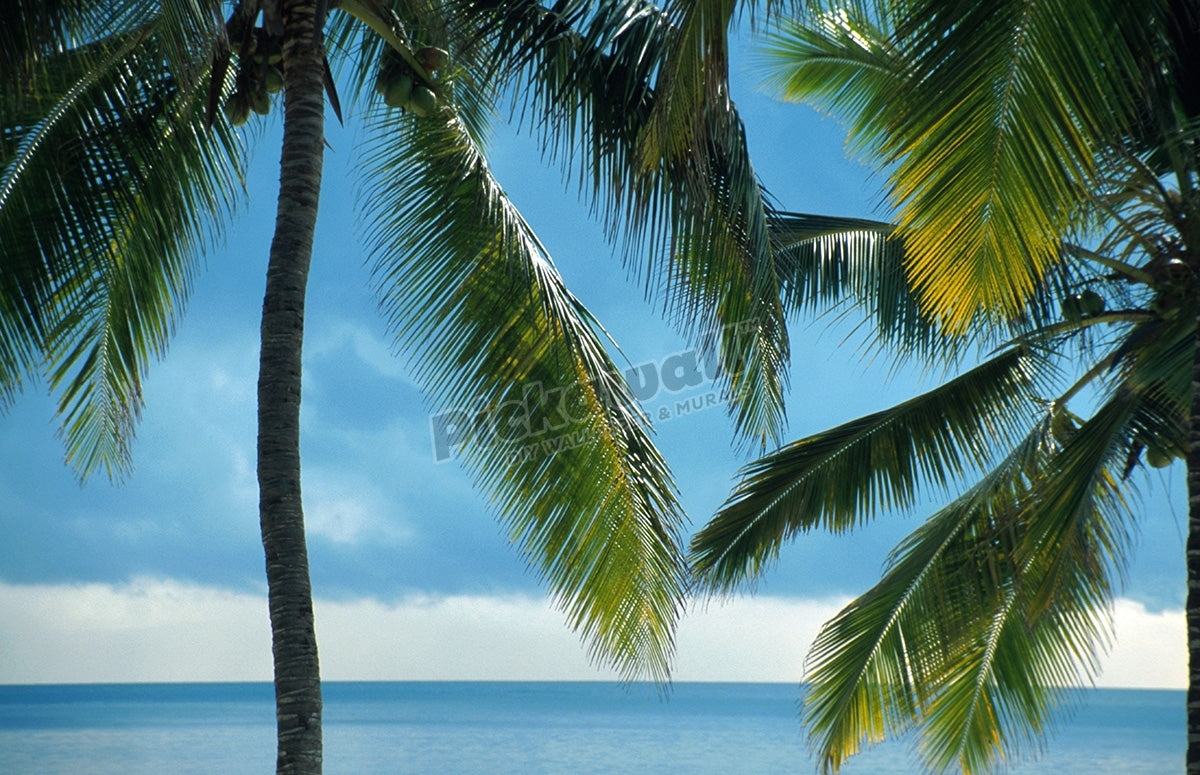 Landscape - Sea, coconut palm, Kenya, Mombasa