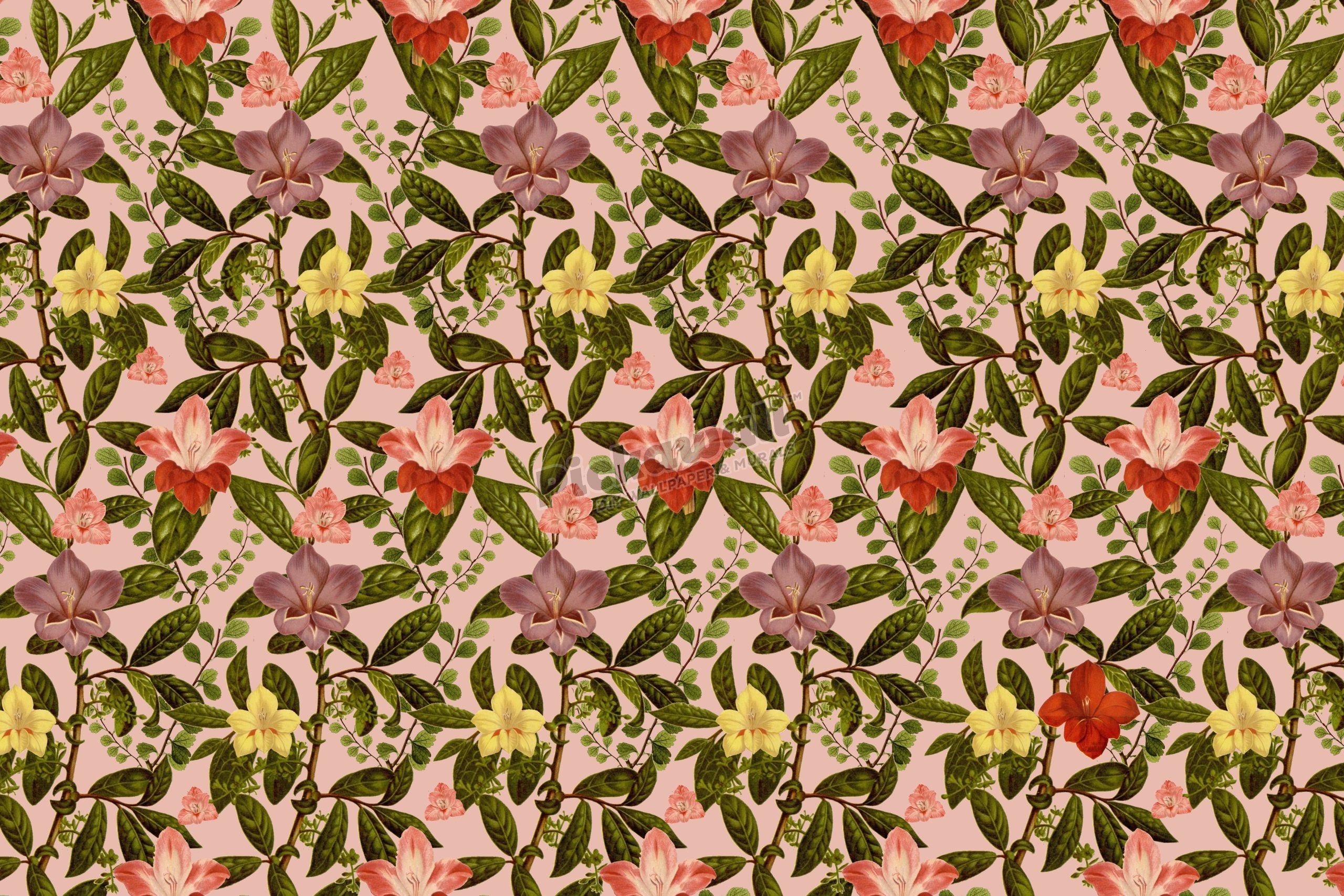 All About Flowers by Loren Shoemark