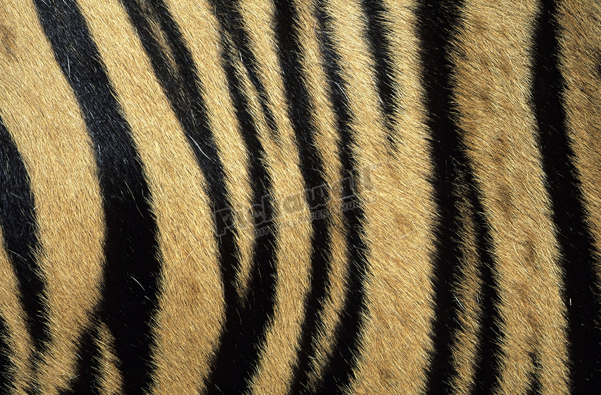 Fur pattern of endangered tiger
