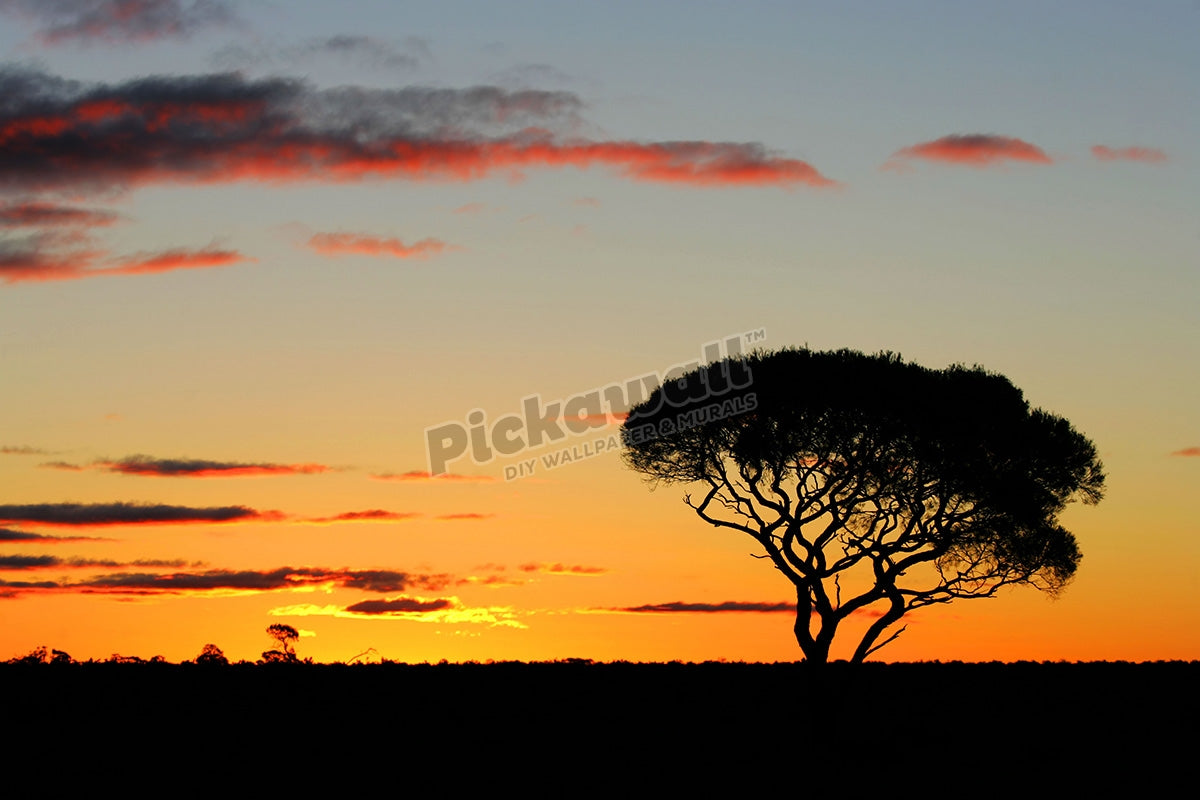 Acacia tree in sunset on Nullarbor