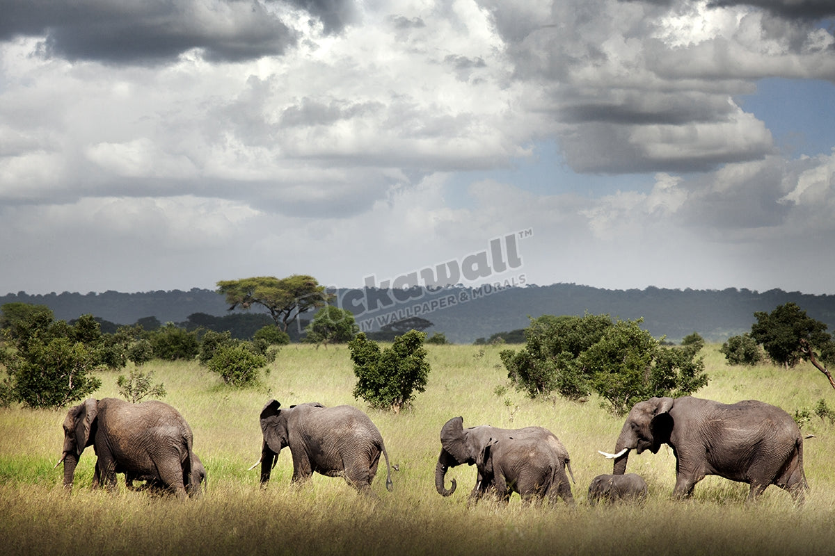 Family of Elephants
