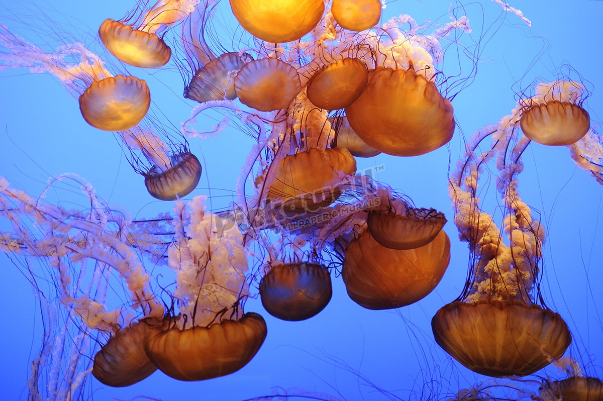 Smack of Jellyfish
