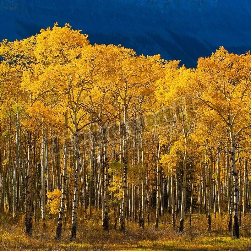 A stand of aspen trees with leaves turned the golden yellow of autumn - Pickawall