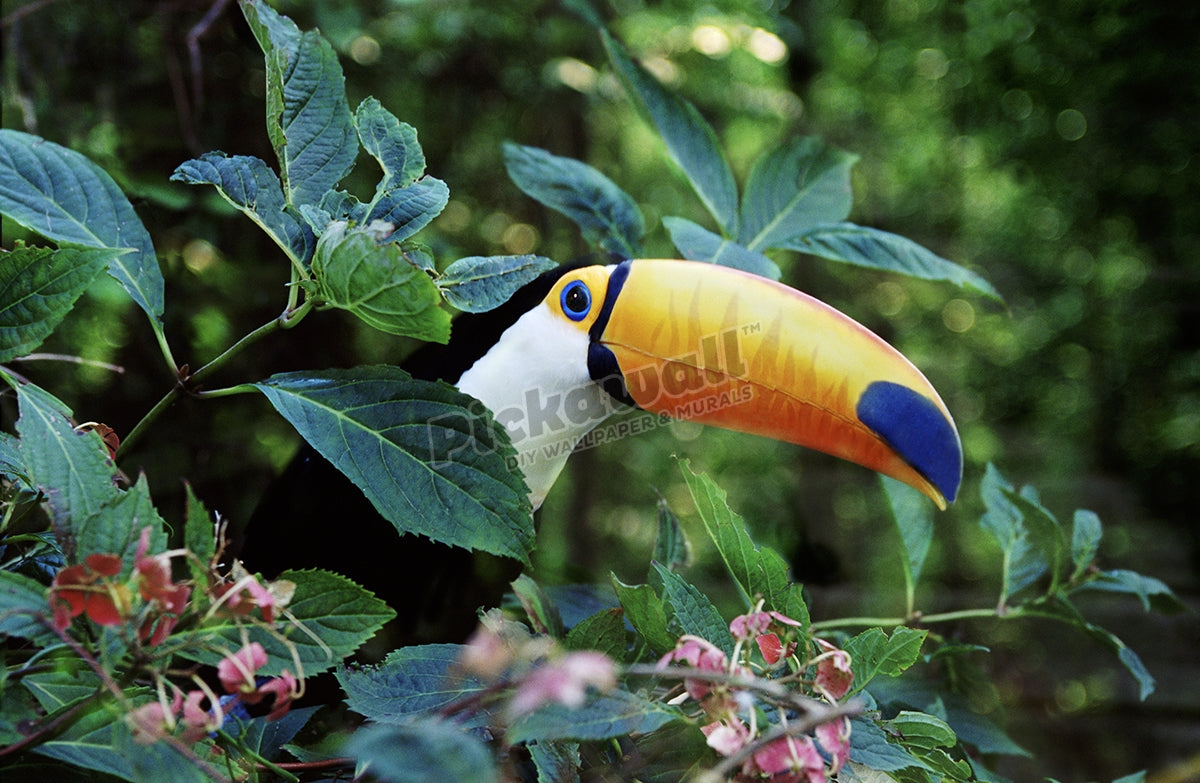 Tucan Bird