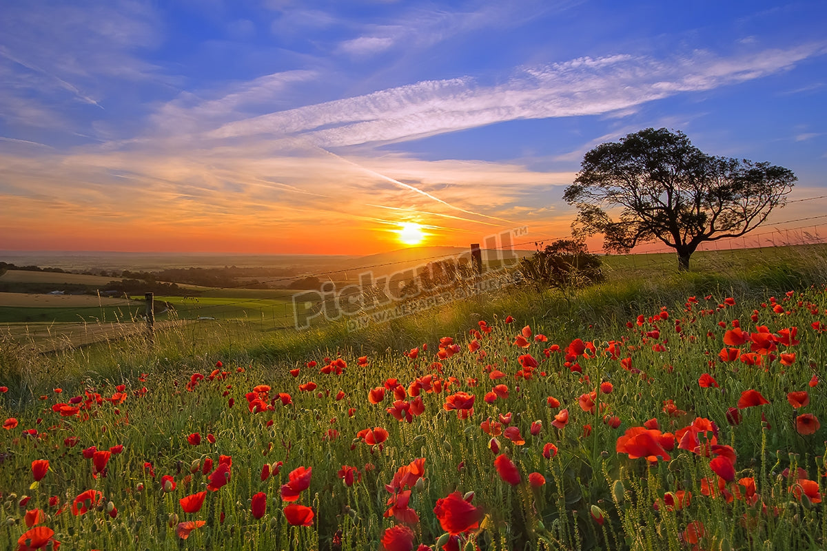 Sunrise over a field of poppys