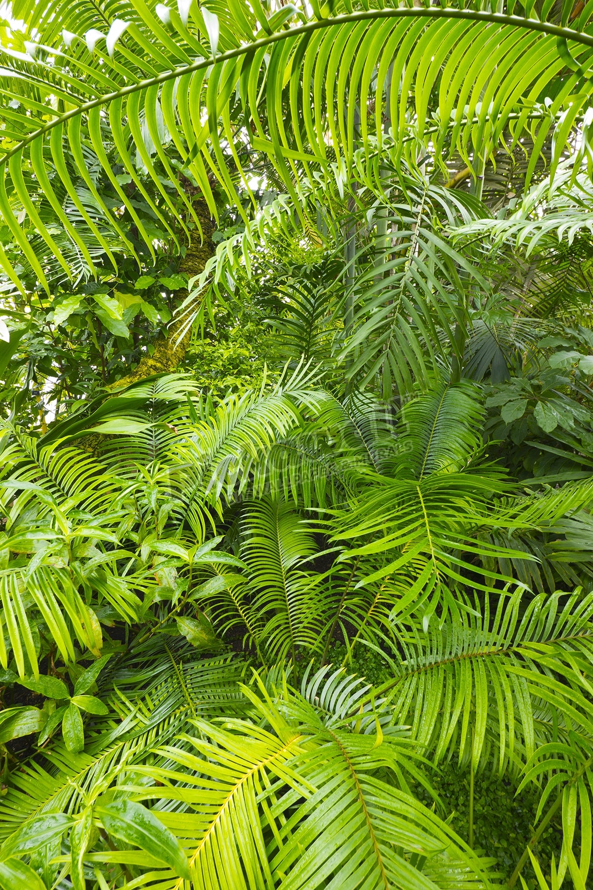 Amazon Rainforest