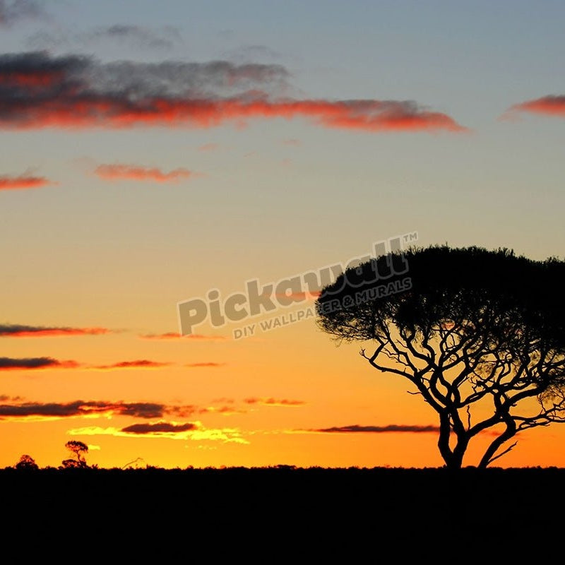 Acacia tree in sunset on Nullarbor - Pickawall