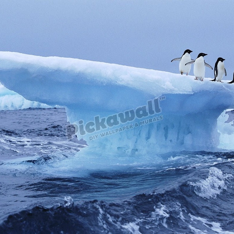 Adelie Penguins on Iceberg - Pickawall