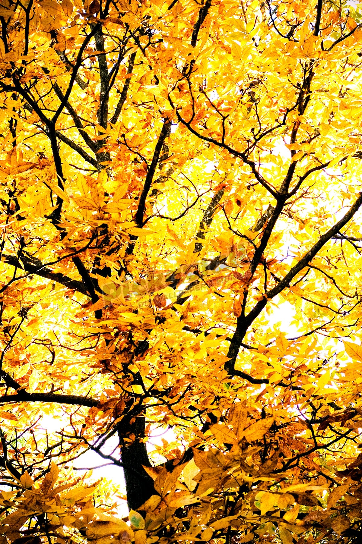 Autumn Yellow Tree