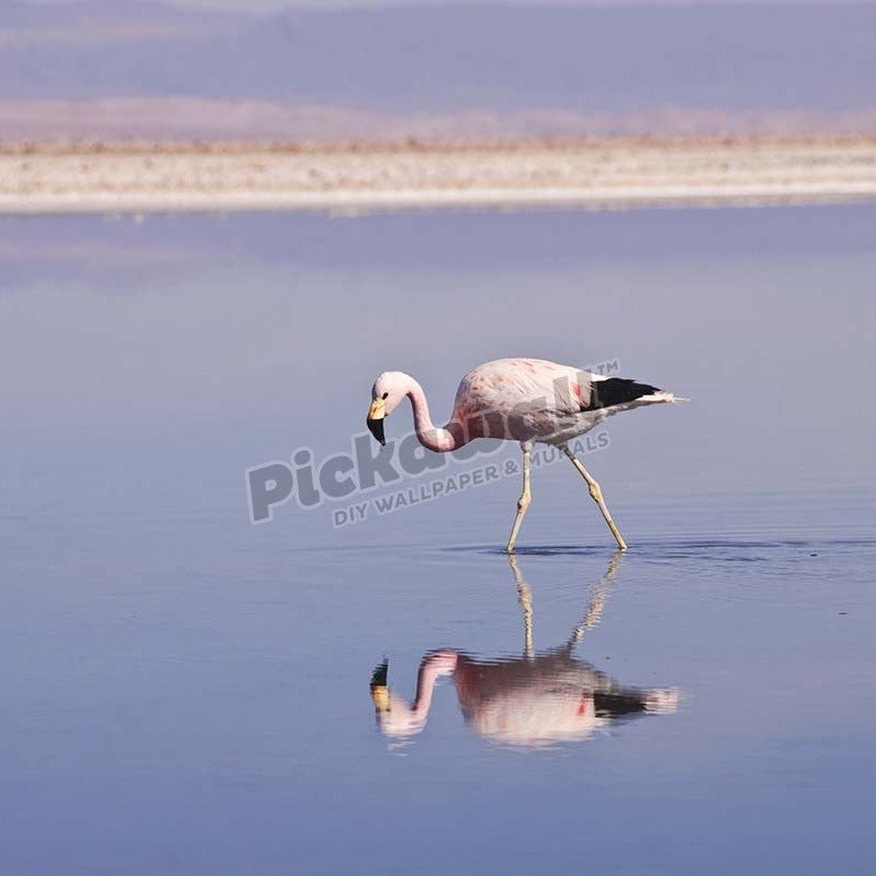 Andean flamingo - Pickawall