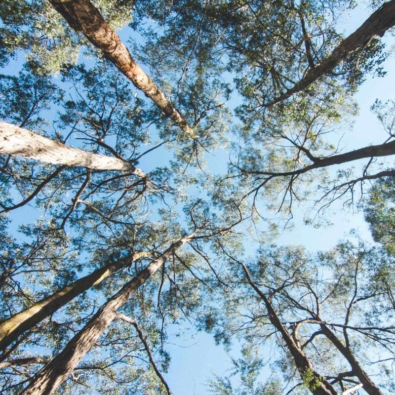 Aussie Bush Wide - Pickawall