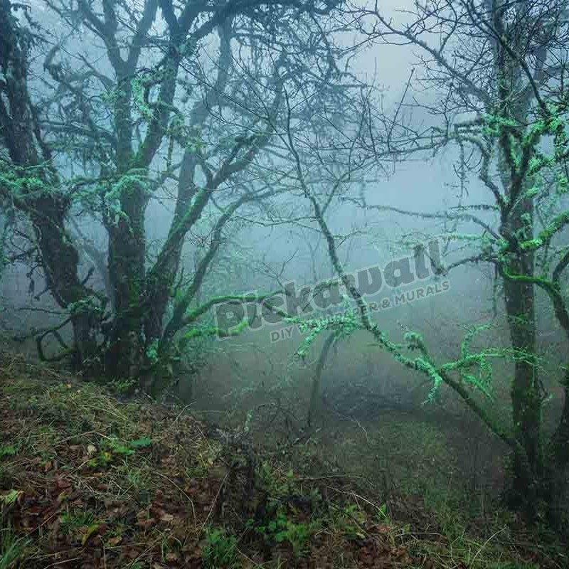 autumn forest in blue fog - Pickawall