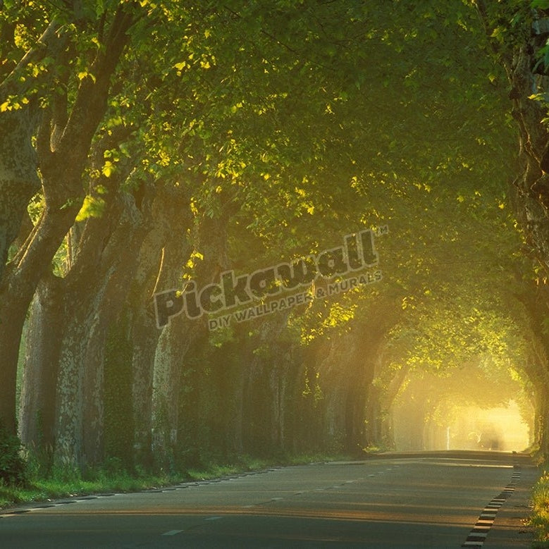avenue of trees nr St Remy Provence France - Pickawall