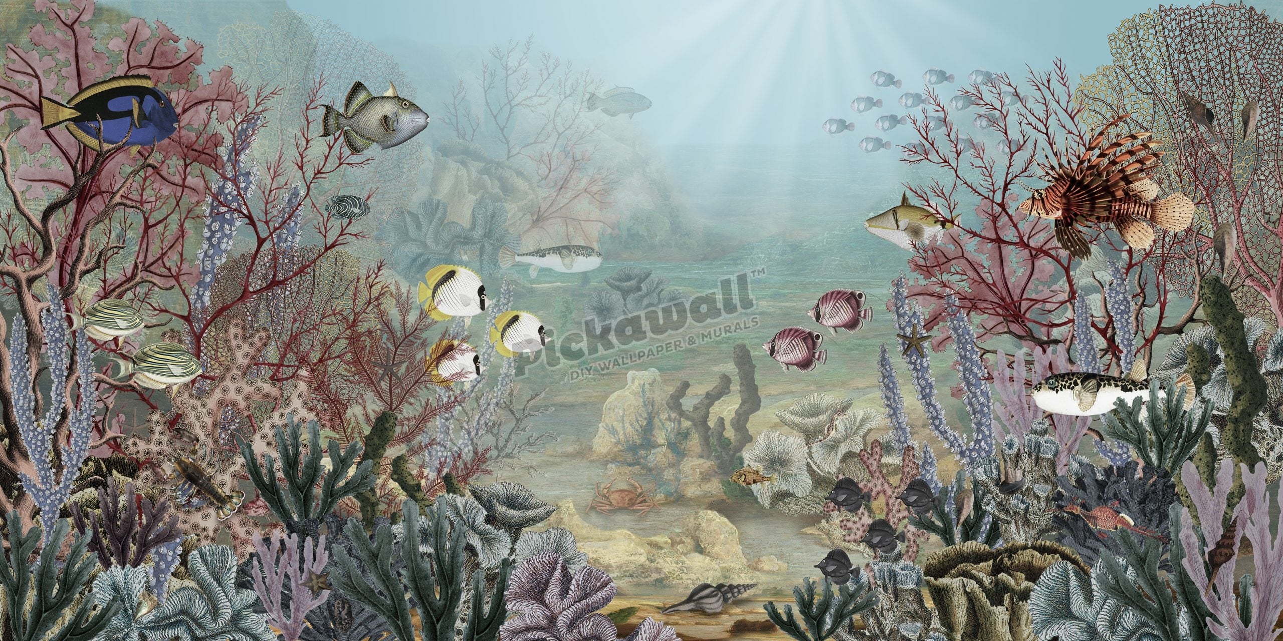 Coral Creatures by Sir Edward
