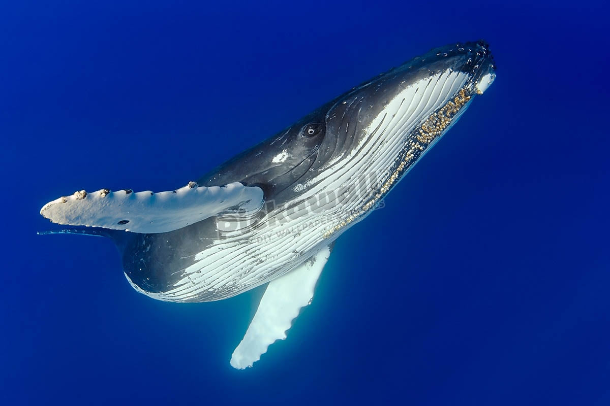 Humpback Whale