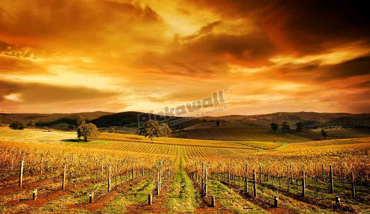 vineyard in South Australia