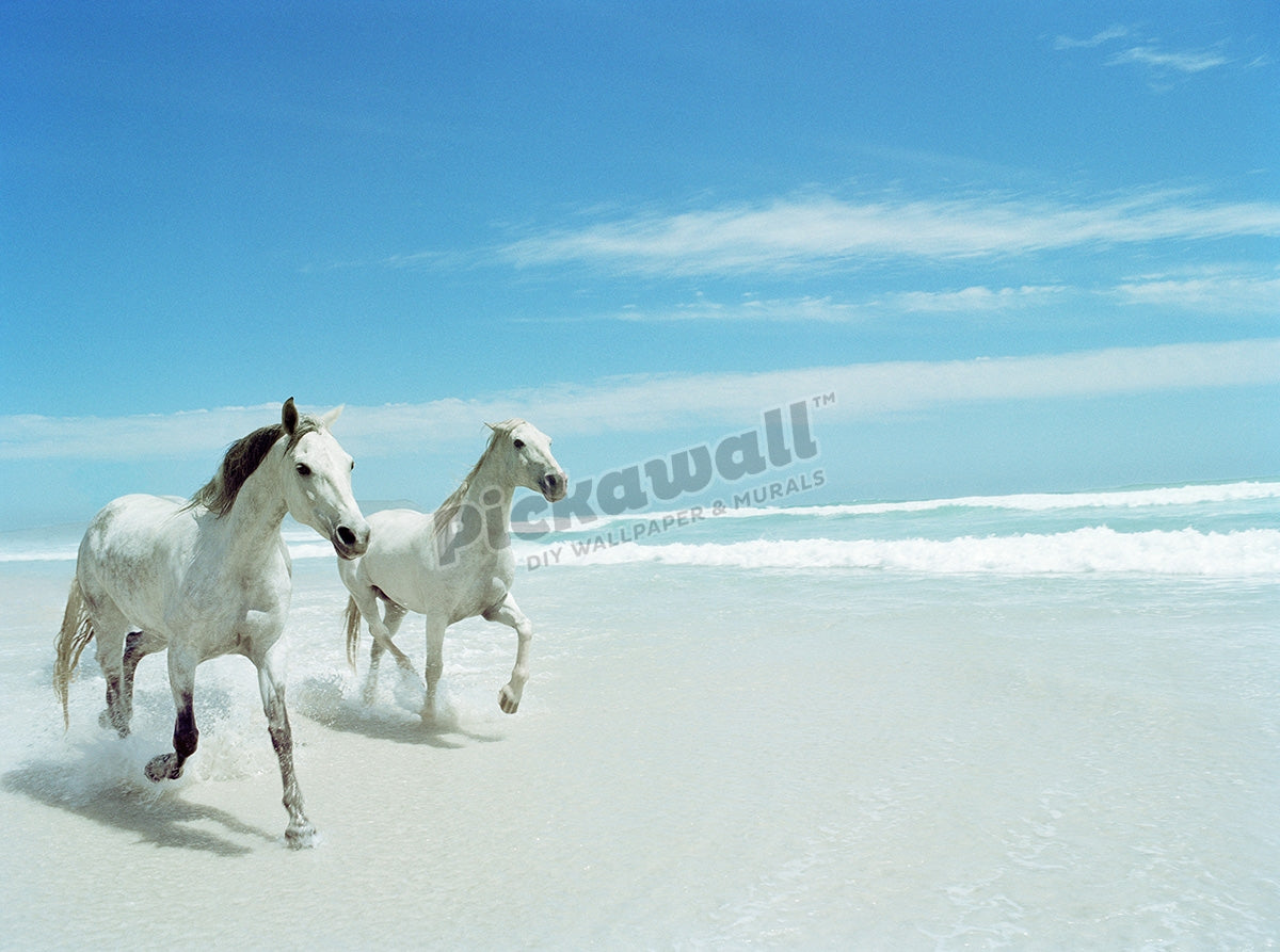 South Africa, Cape Town, Norrdhoek, two horses trotting on beach