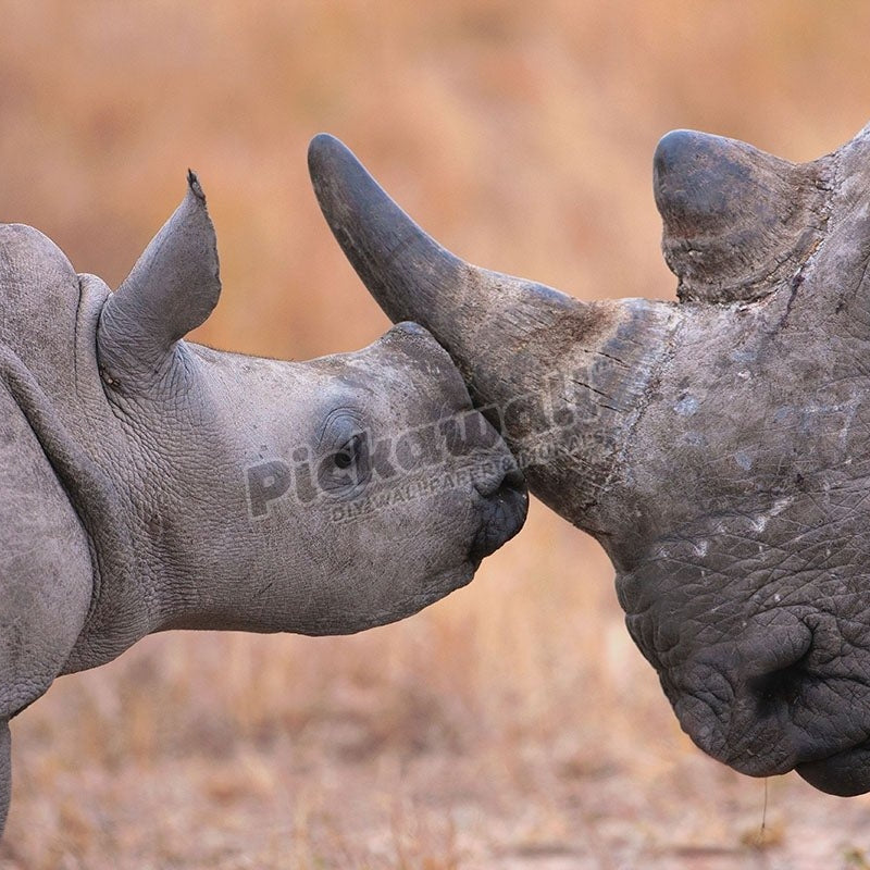Baby white rhinoceros nuzzling its mother - Pickawall