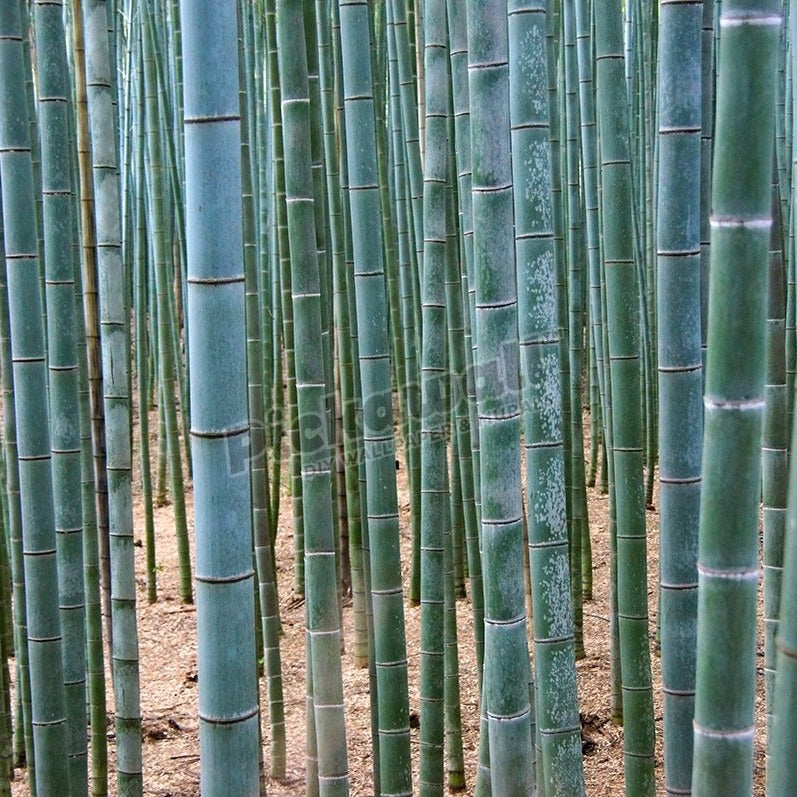 Bamboo forest - Pickawall