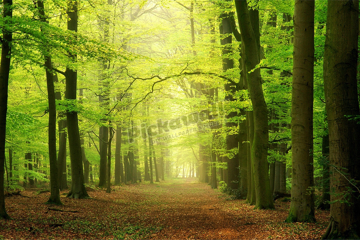 Forest path
