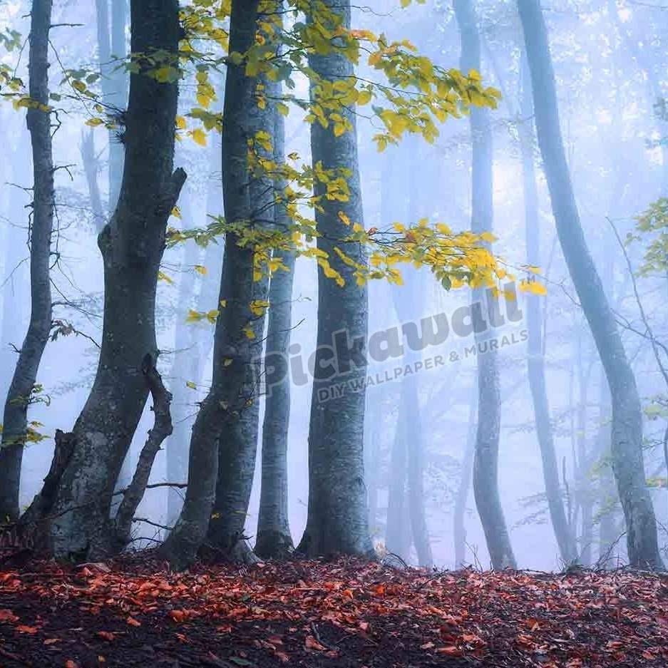 Beautiful magic forest in fog in autumn - Pickawall