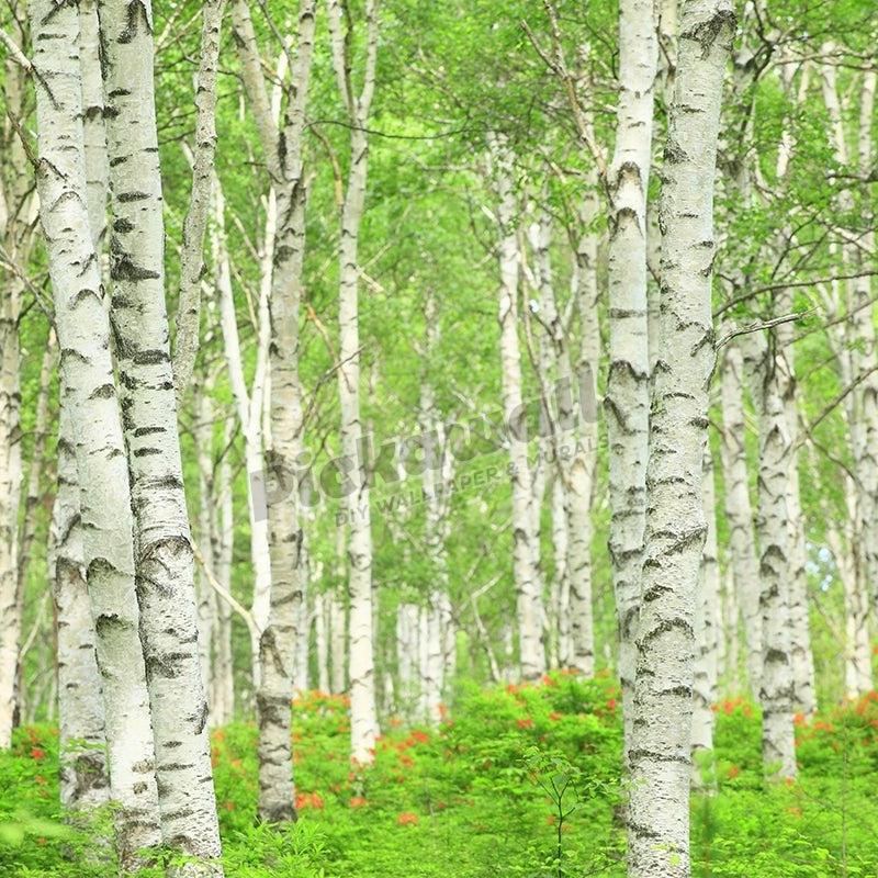 Birch Tree Forest - Pickawall