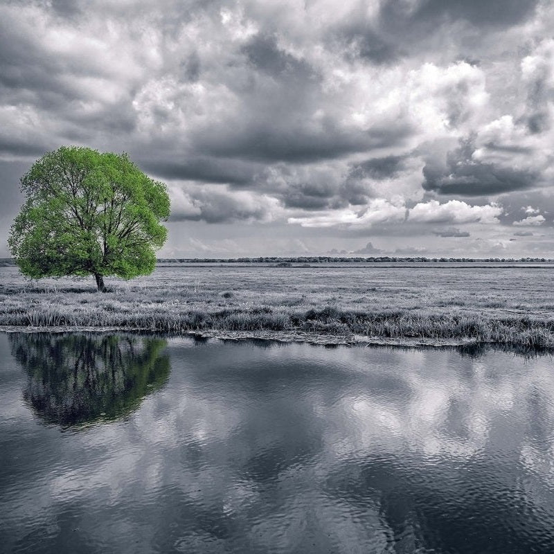 Black and white landscape and green tree - Pickawall