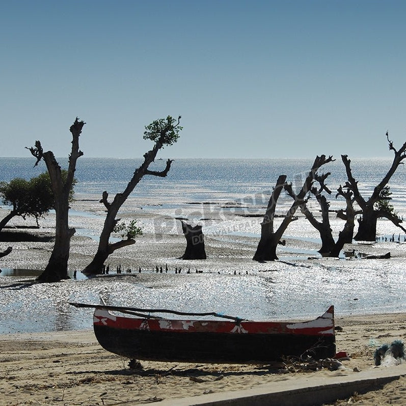 Boat and Drowned Trees - Pickawall