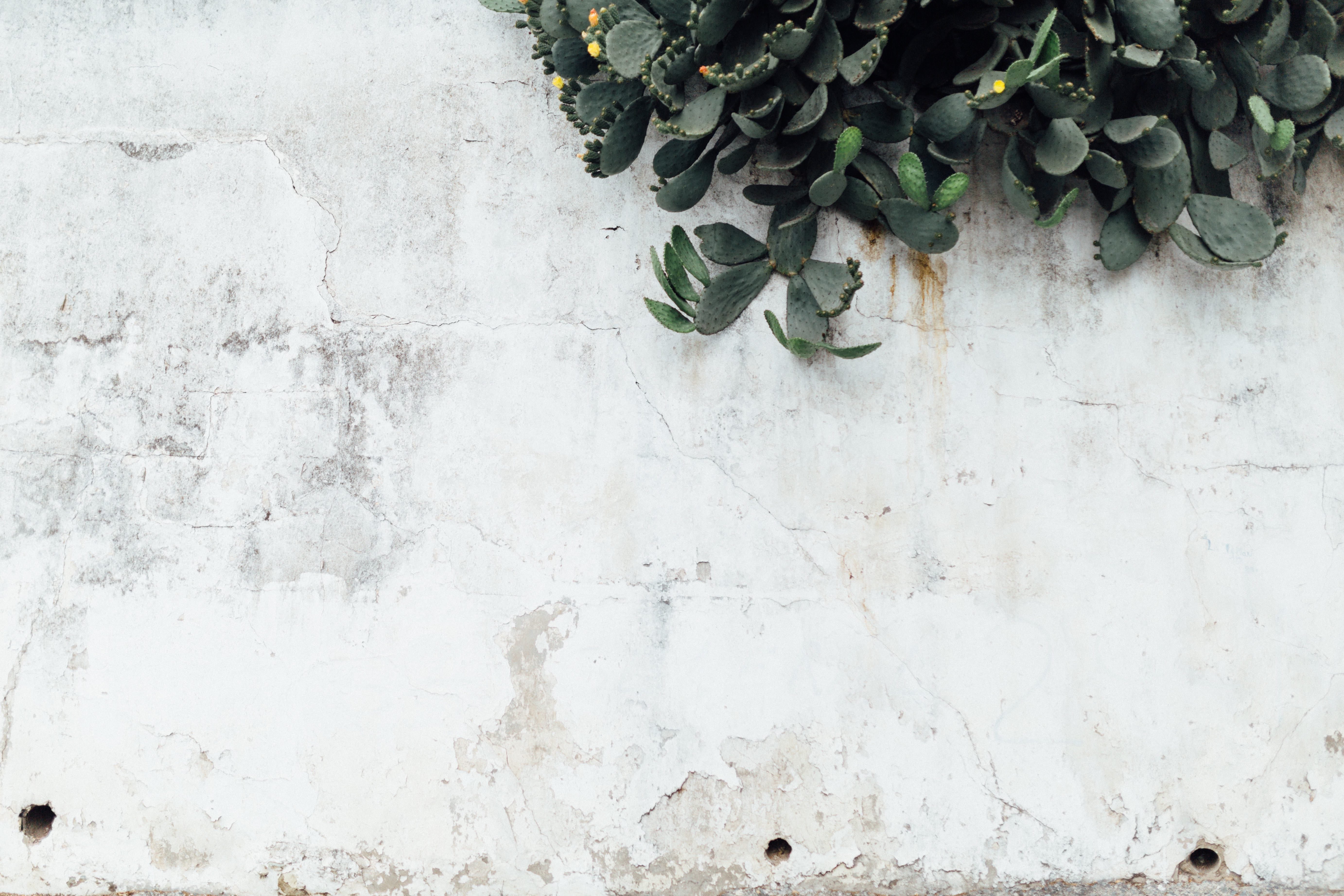 White Concrete wall with Cactus