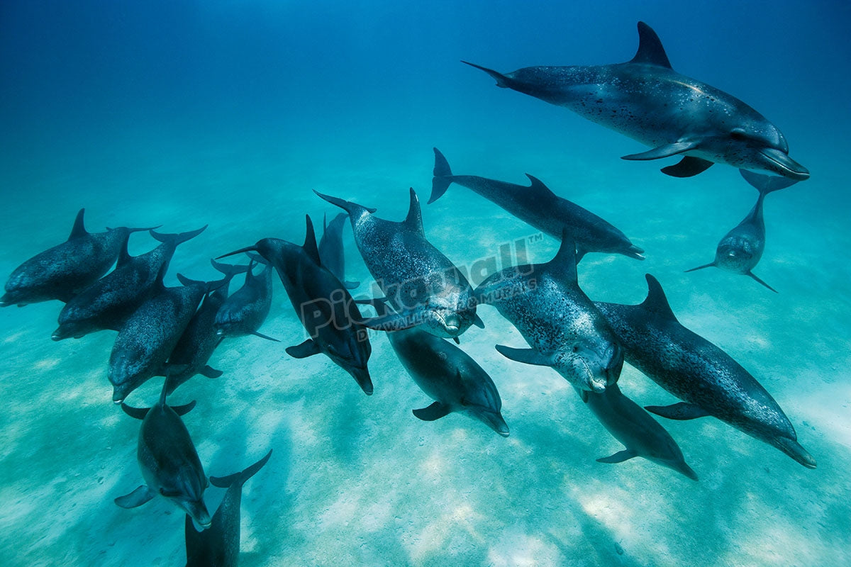 Atlantic Spotted Dolphins