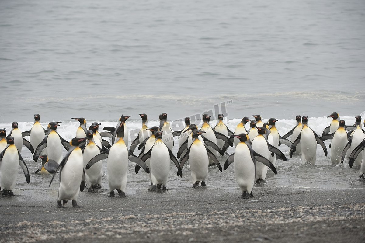 Penguins Coming to Shore
