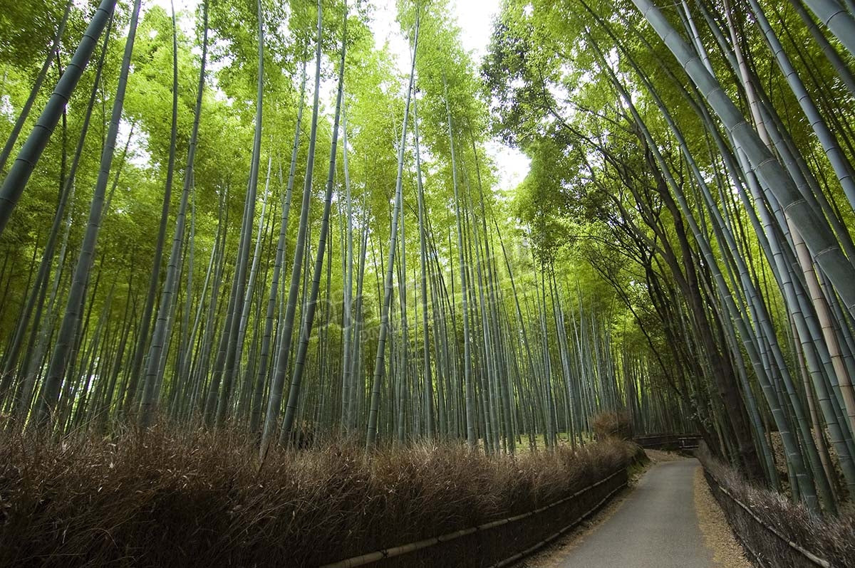 Path leading through bamboo forest near Nonomiya-jinja shrine.