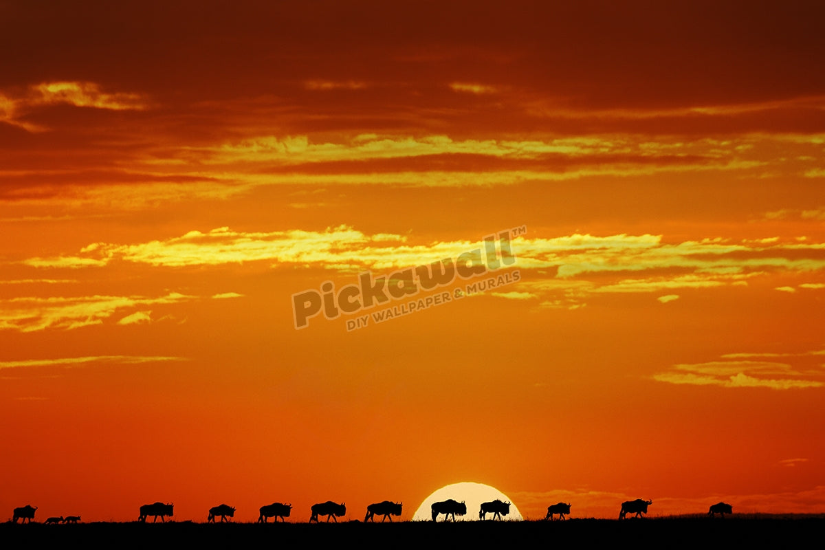 Wildebeest herd silhouetted on horizon at sunrise
