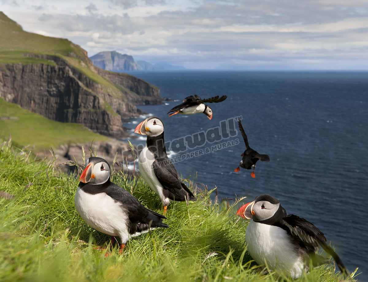 Atlantic Puffins Together