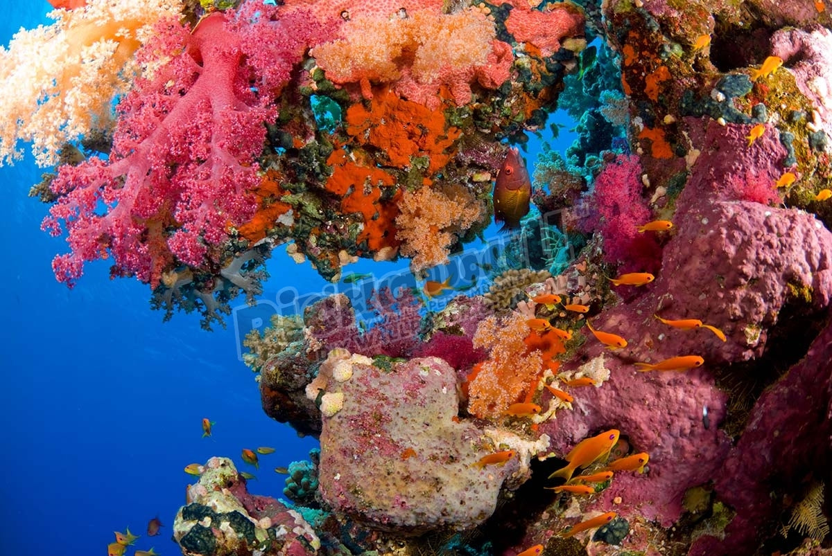 Colorful Coral