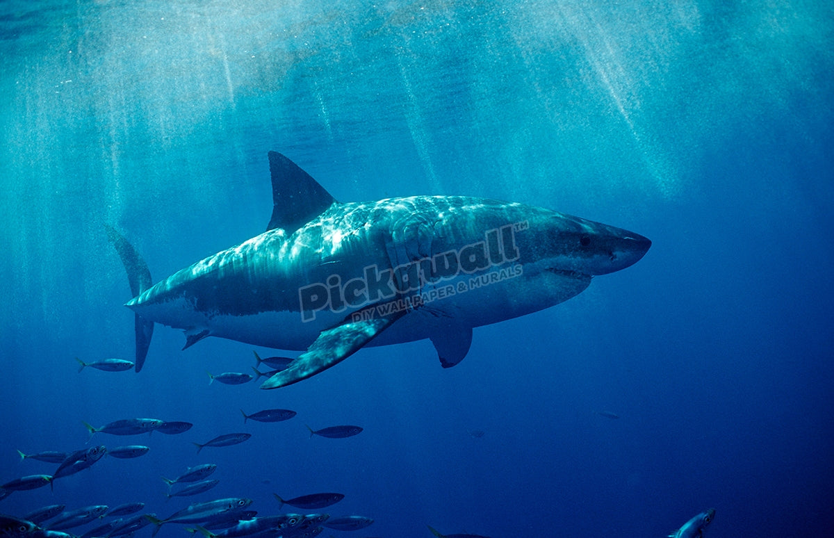 Great White Shark