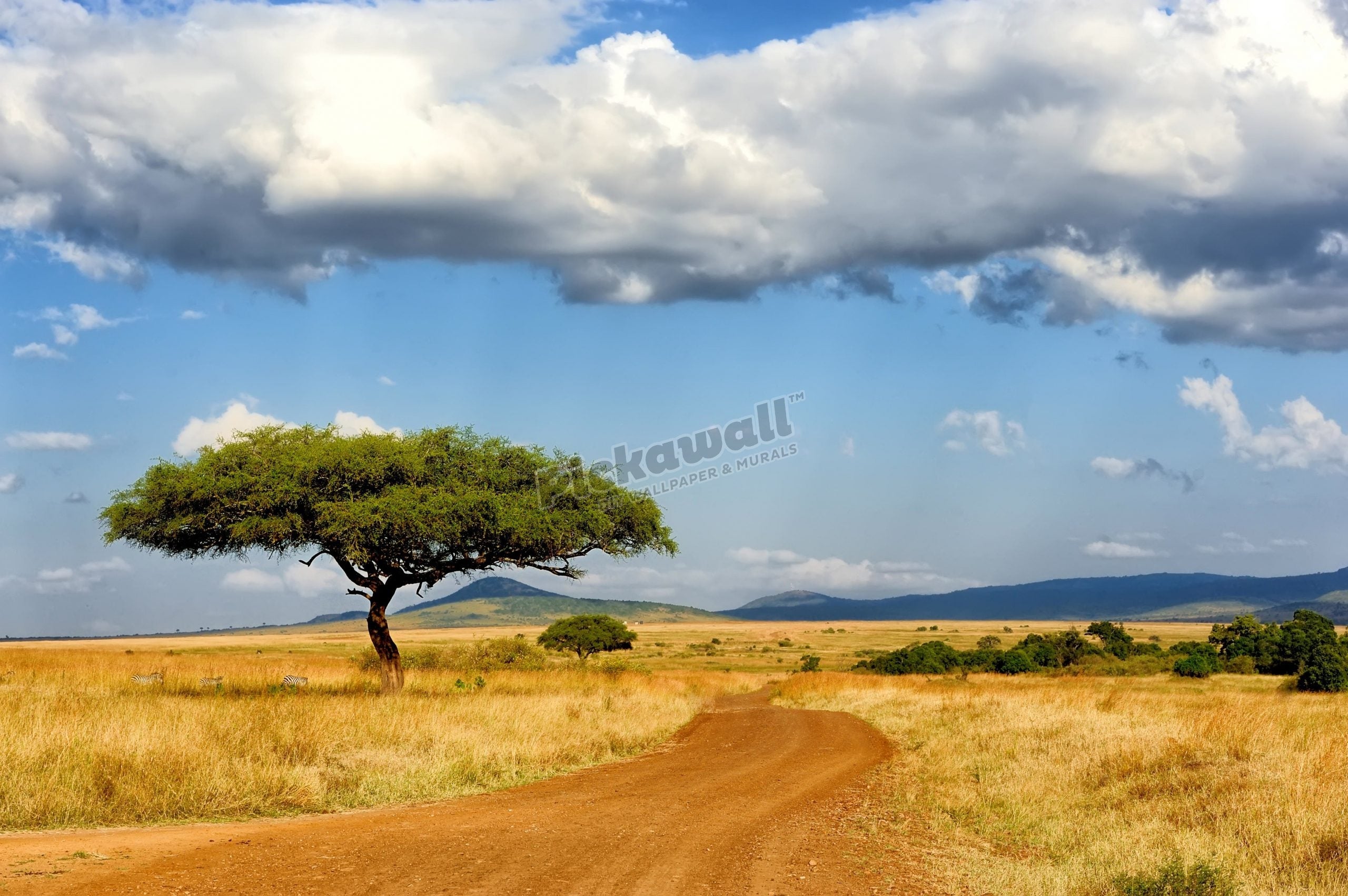 South African Tree landscape