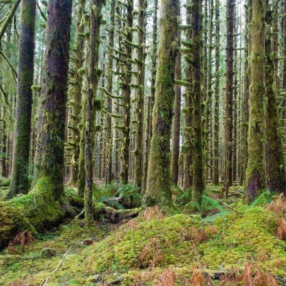 Cedar Trees Deep Forest - Pickawall