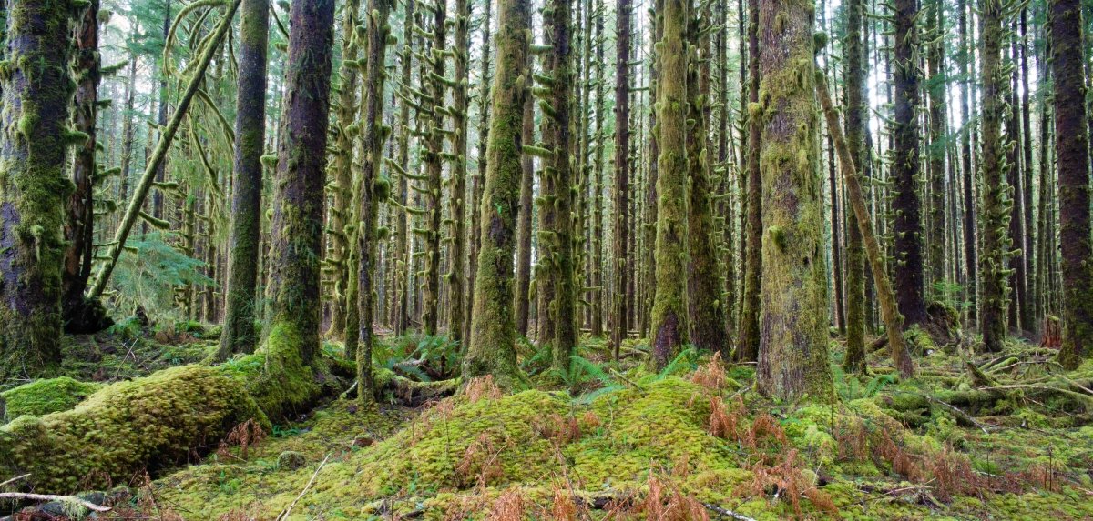 Cedar Trees Deep Forest - Pickawall