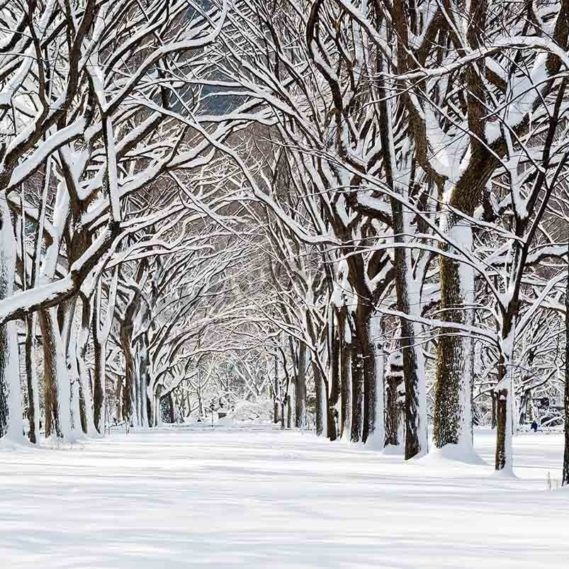Central Park after snowstorm - Pickawall