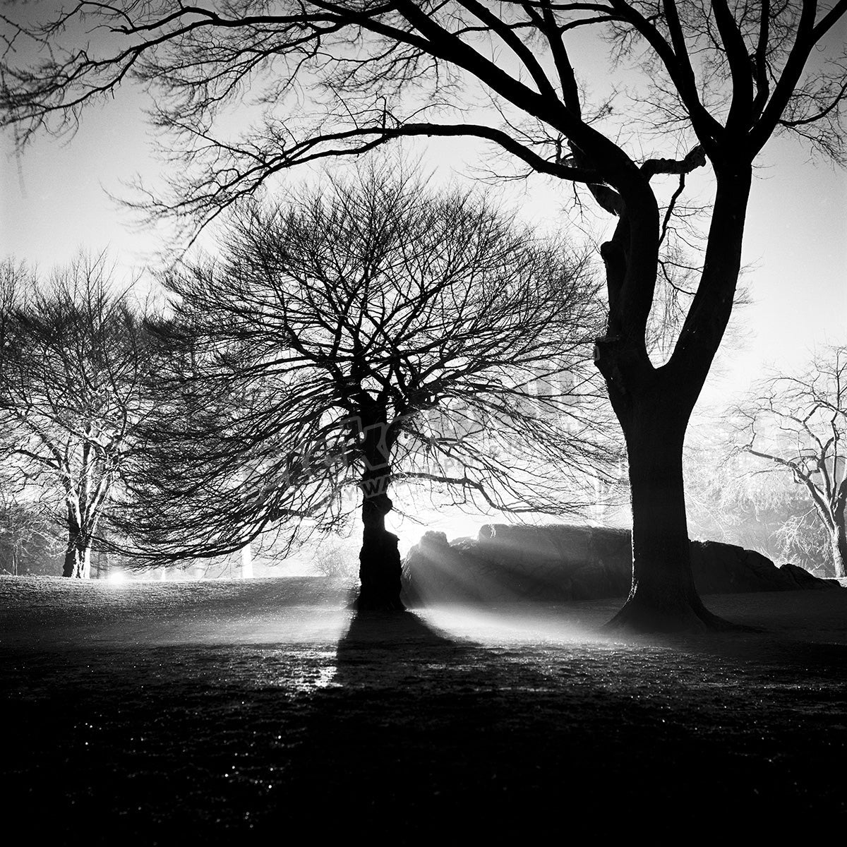 Central Park at Night - Pickawall