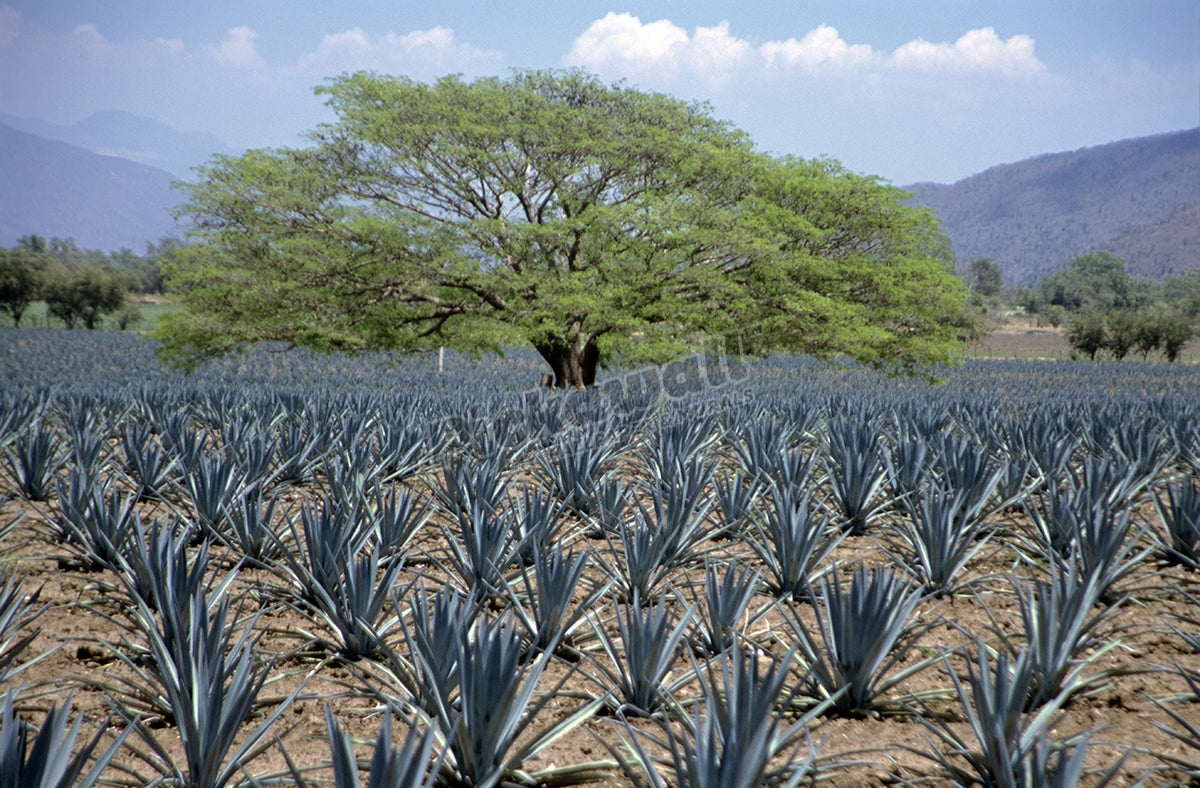 Huanacaxtle tree in a field