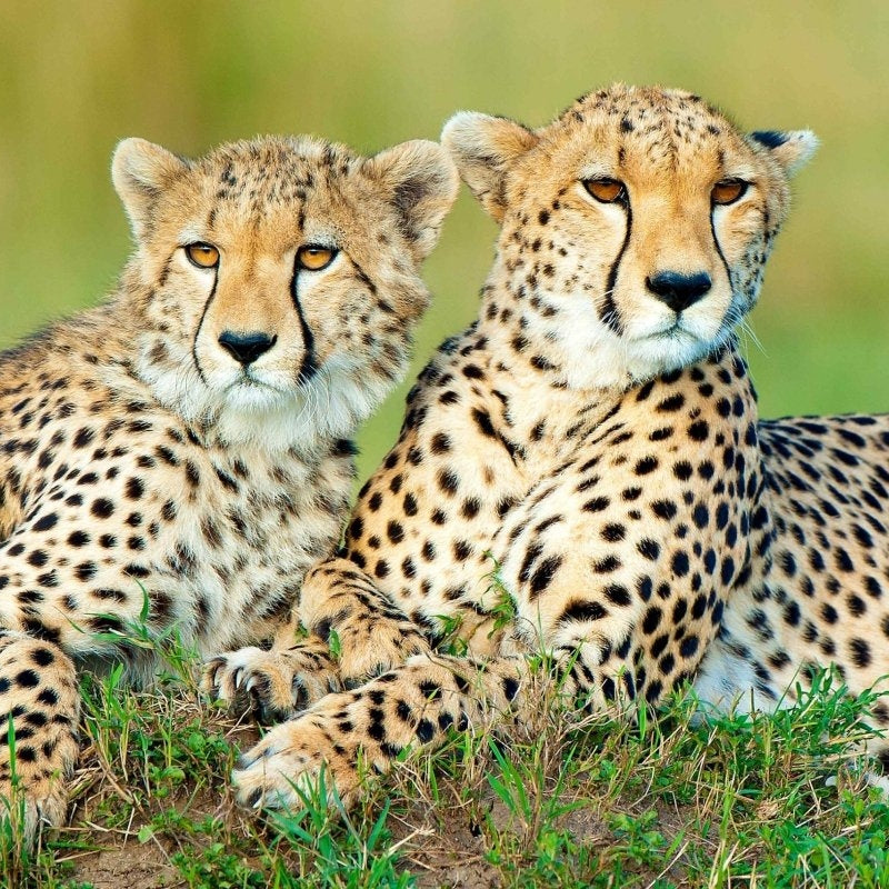 Cheetahs Africa - Pickawall