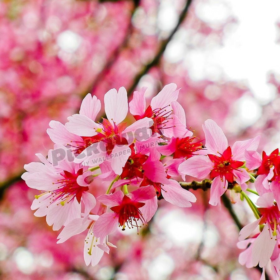 Cherry blossoms - Pickawall
