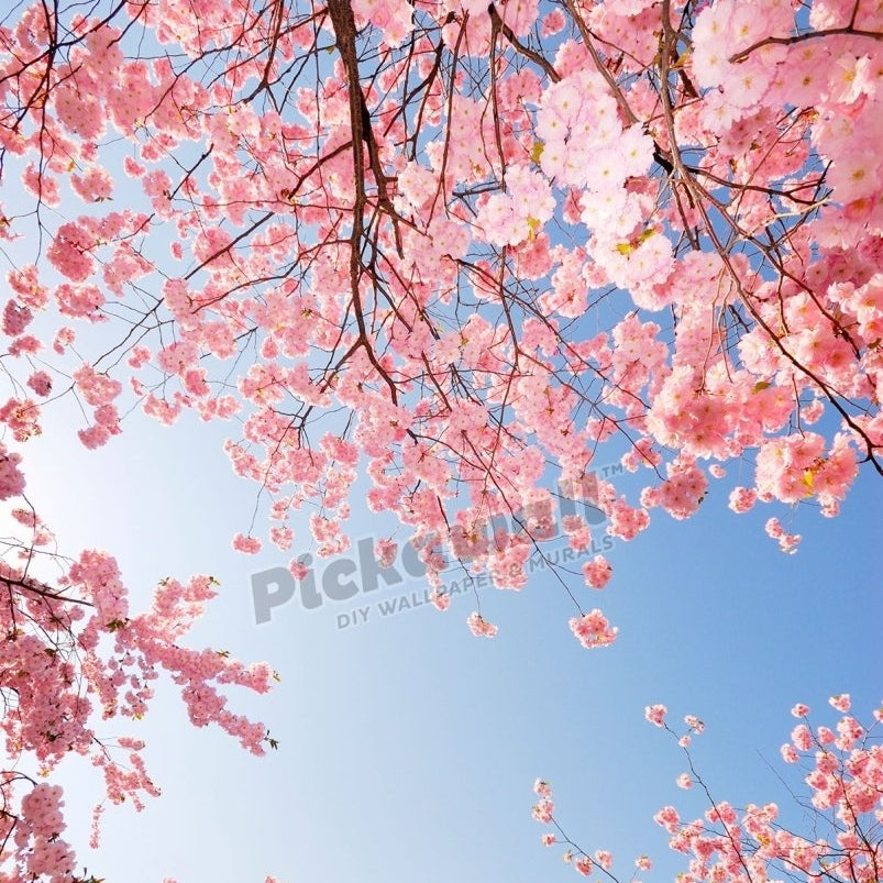 cherry tree in blossom against blue sky - Pickawall