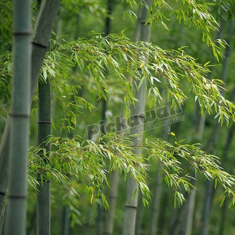 CHINA BAMBOO FOREST NEAR HUANGSHAN - Pickawall