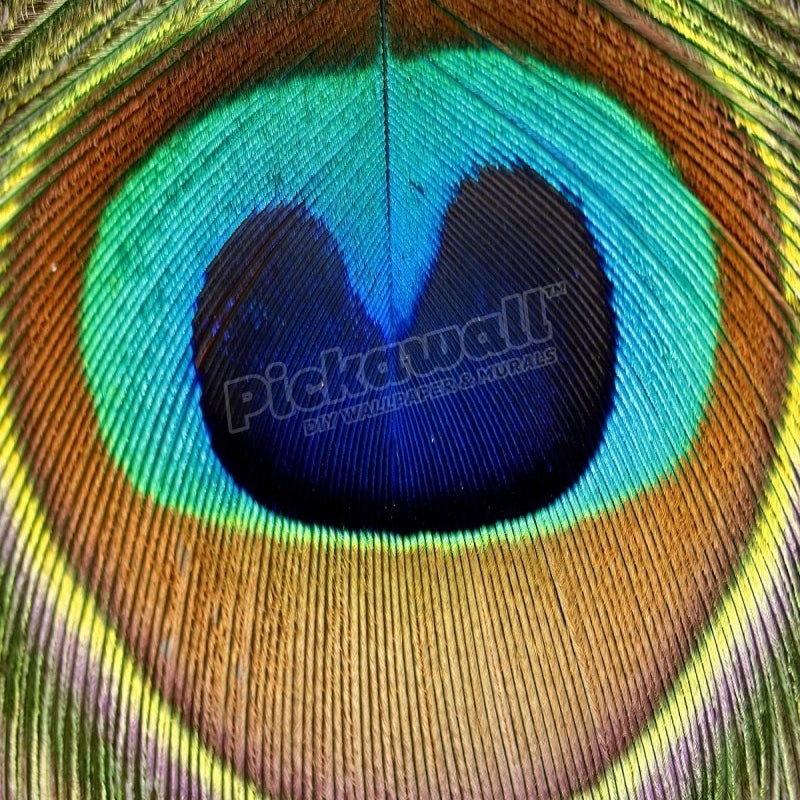 Close up of a peacock feather - Pickawall