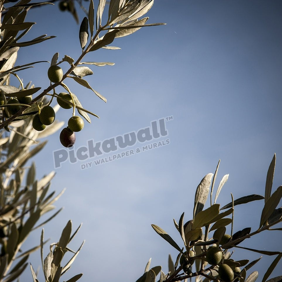 Close up of olive growing on tree - Pickawall